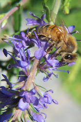 Fuzzy Bee