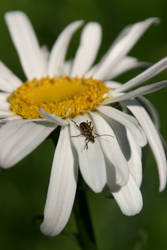 bug on a daisy