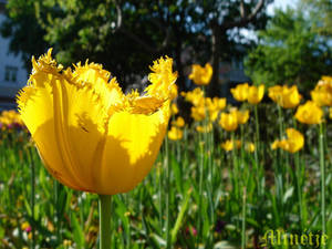 Tulips.