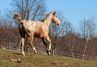 Cantering Away - Very Fuzzy