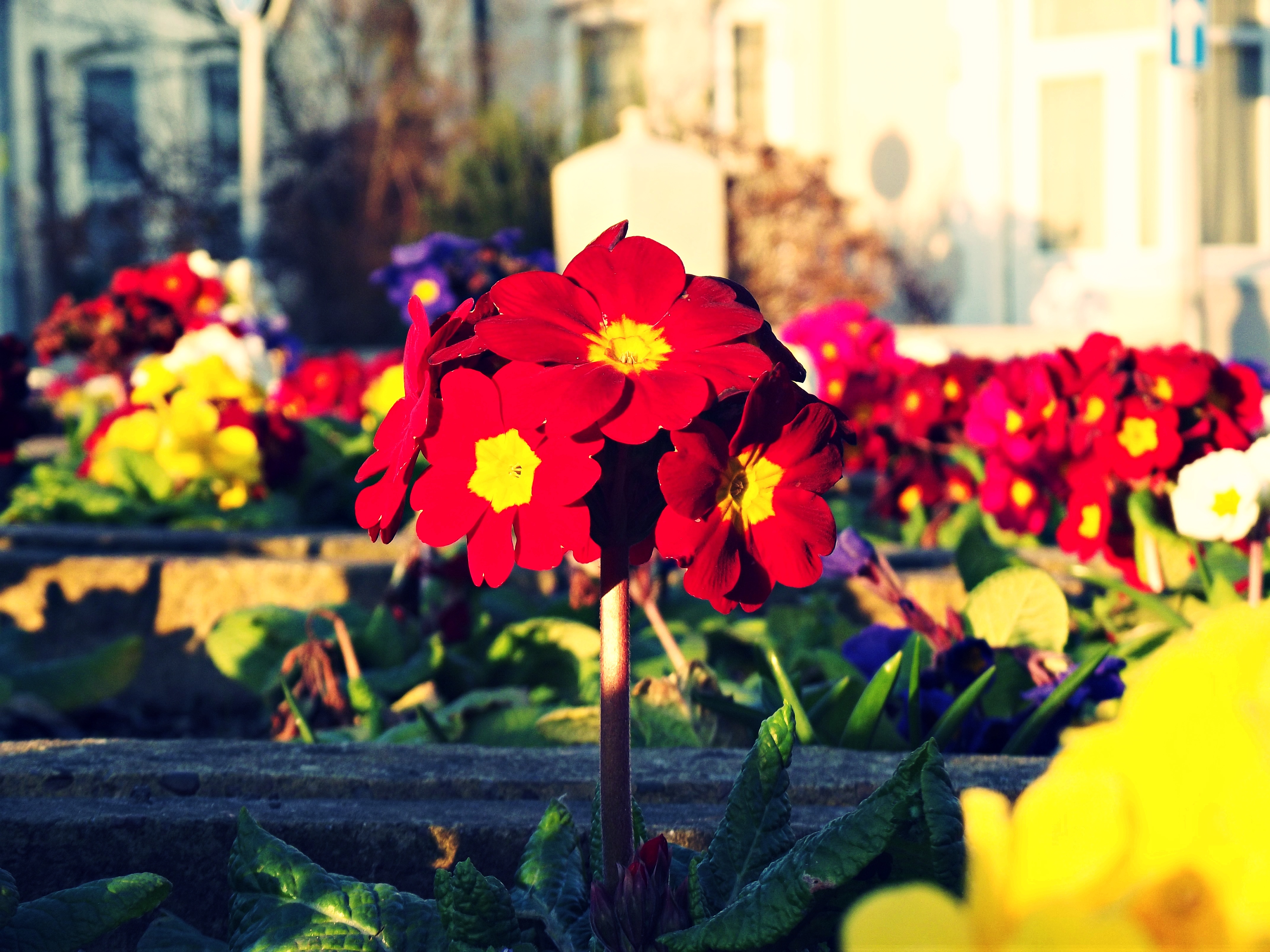 Flowers