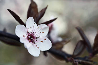 Cherry Blossoms II