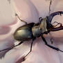 Stag beetle