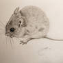 Wood mouse