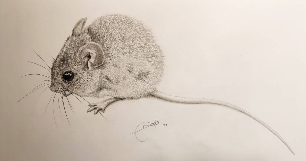 Wood Mouse By AntonioCremades On DeviantArt wood-mouse-by-antoniocremades-on-deviantart