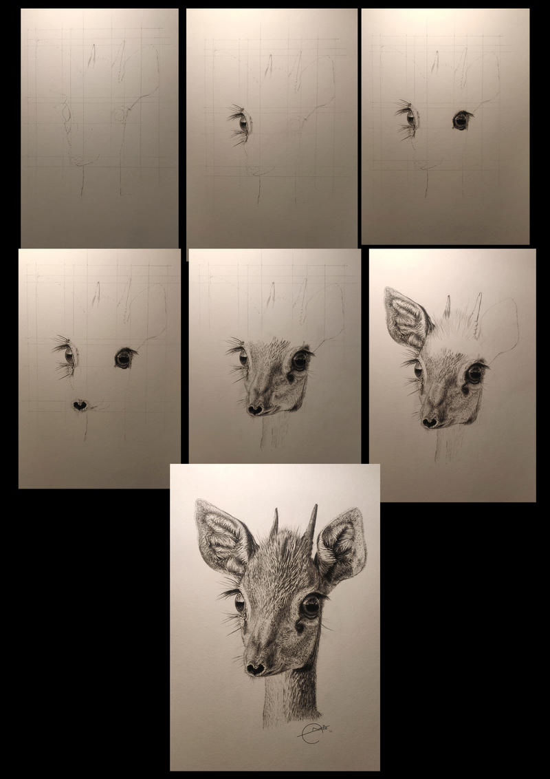 Dic dic drawing steps by AntonioCremades on DeviantArt