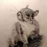 Squireel