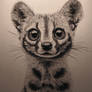 Small genet