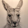 Kangaroo