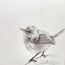 Splendid Fairy wren