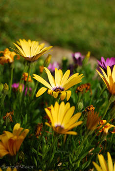 Yellow flowers