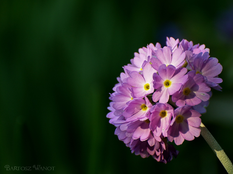 Primula denticulata