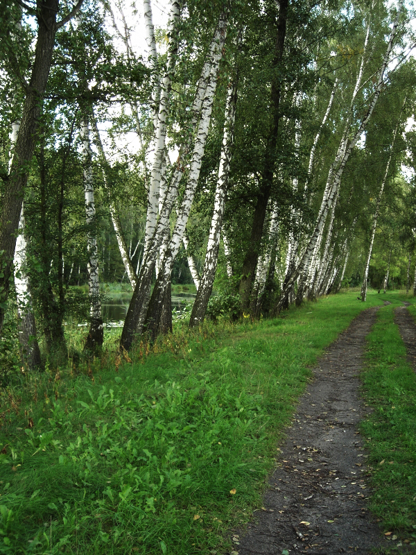 Birch-trees