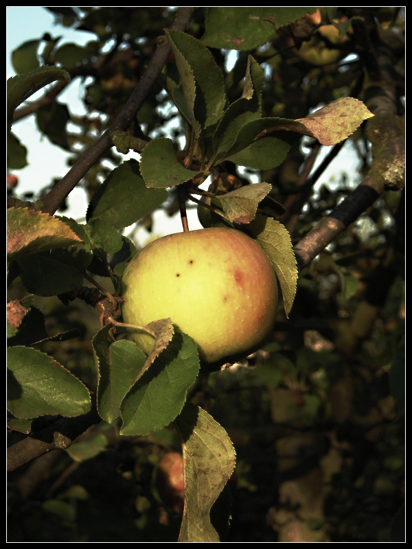 Autumn apple