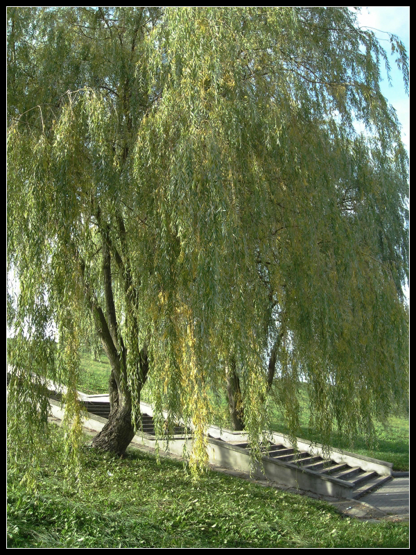 Willows