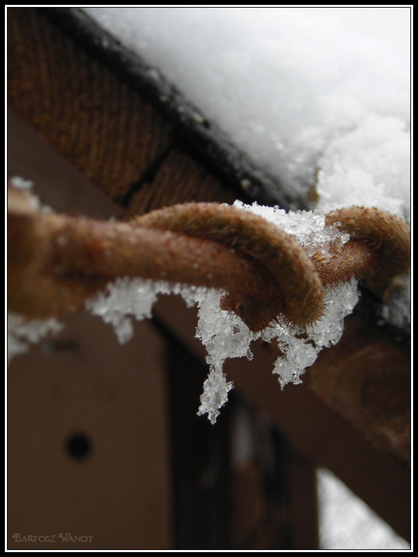 Winter in garden