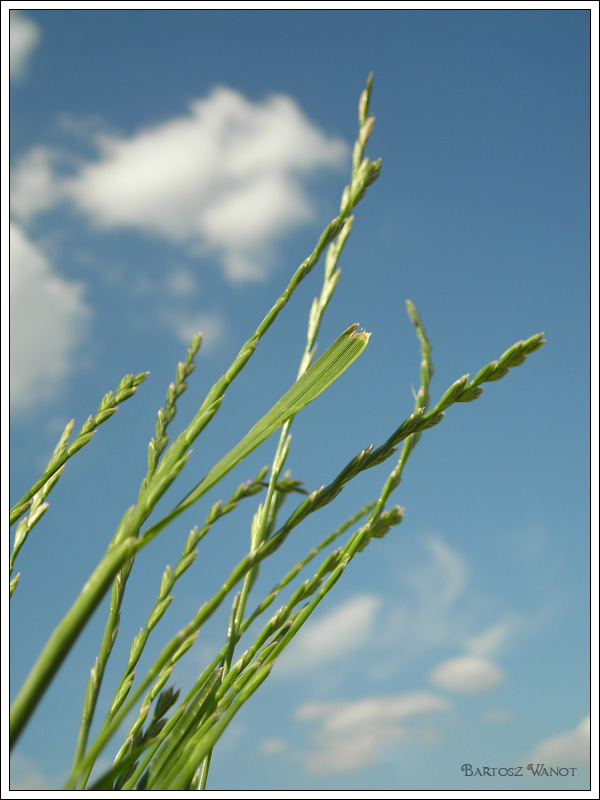 Spring sky