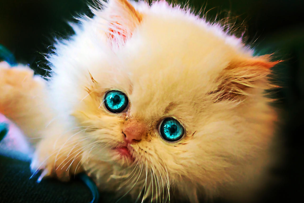 Kitten-blue Eyes (1) by Danna603 on DeviantArt