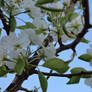 Bee In Pear Blossom