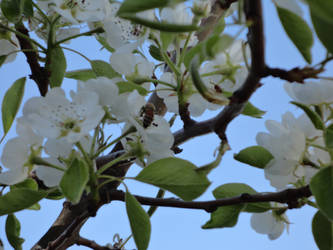 Bee In Pear Blossom