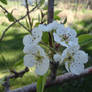 Pear Blossom Open