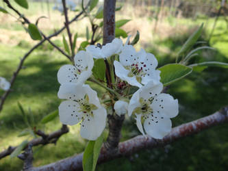 Pear Blossom Open