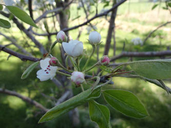 Pear Blossom Closed