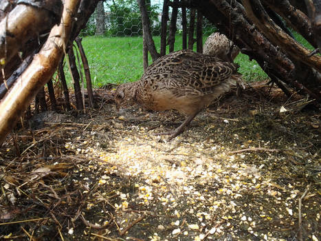 Young pheasant