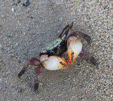Derpy rainbow crab