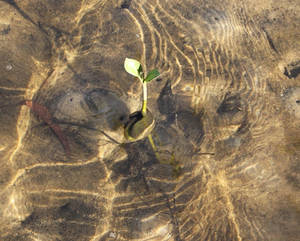 Baby mangrove