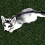 Canadian marble fox