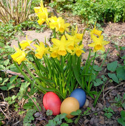 easter eggs and daffodils