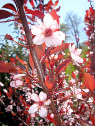 Colorful Bloom