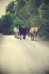 cows on the road