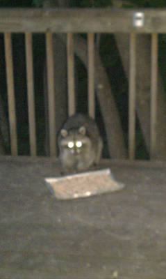 Demon Raccoon