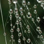 Drops on the spider web