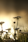 A Mornings Glow by Heyriel