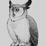 Owly sketch