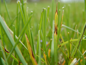 Grass