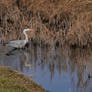 Grey heron /Graureiher