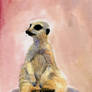 Meerkat