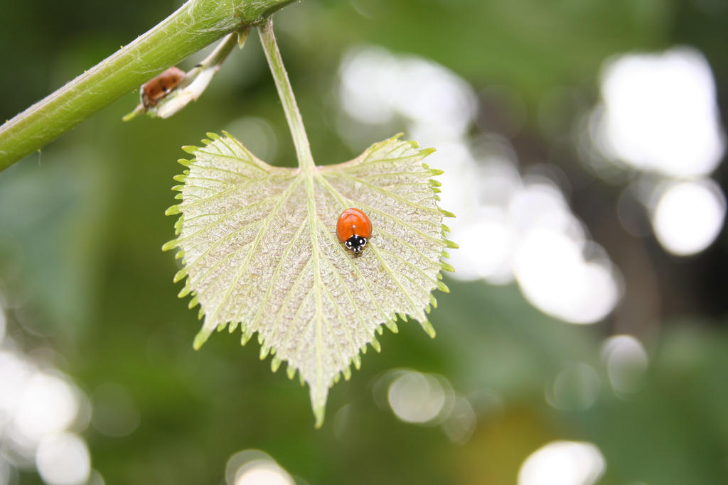 LadyBug Leaf