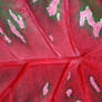 Caladium Macro