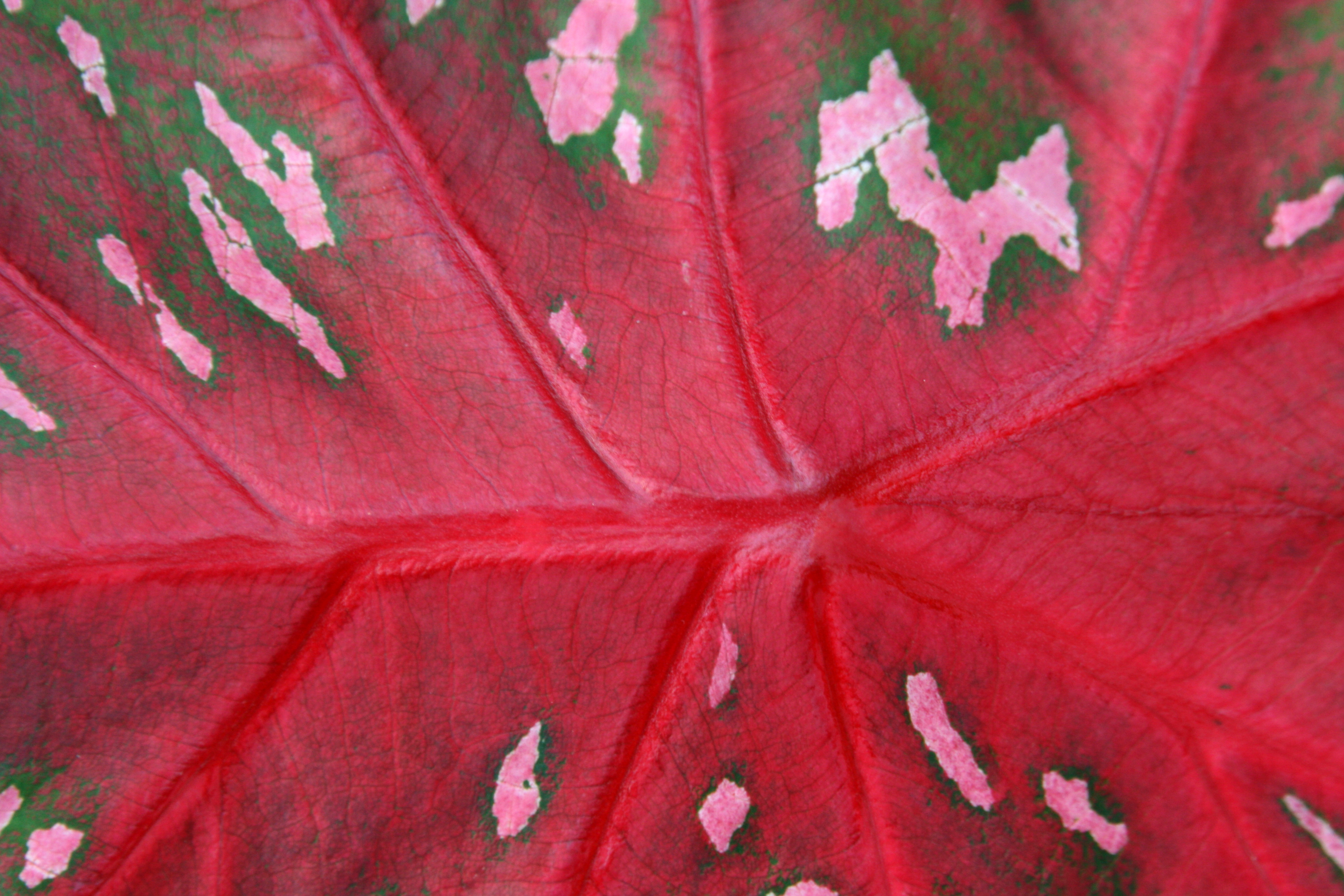 Caladium Macro