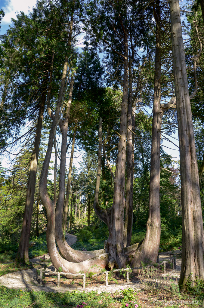 Thuja plicata | Tuia gigante