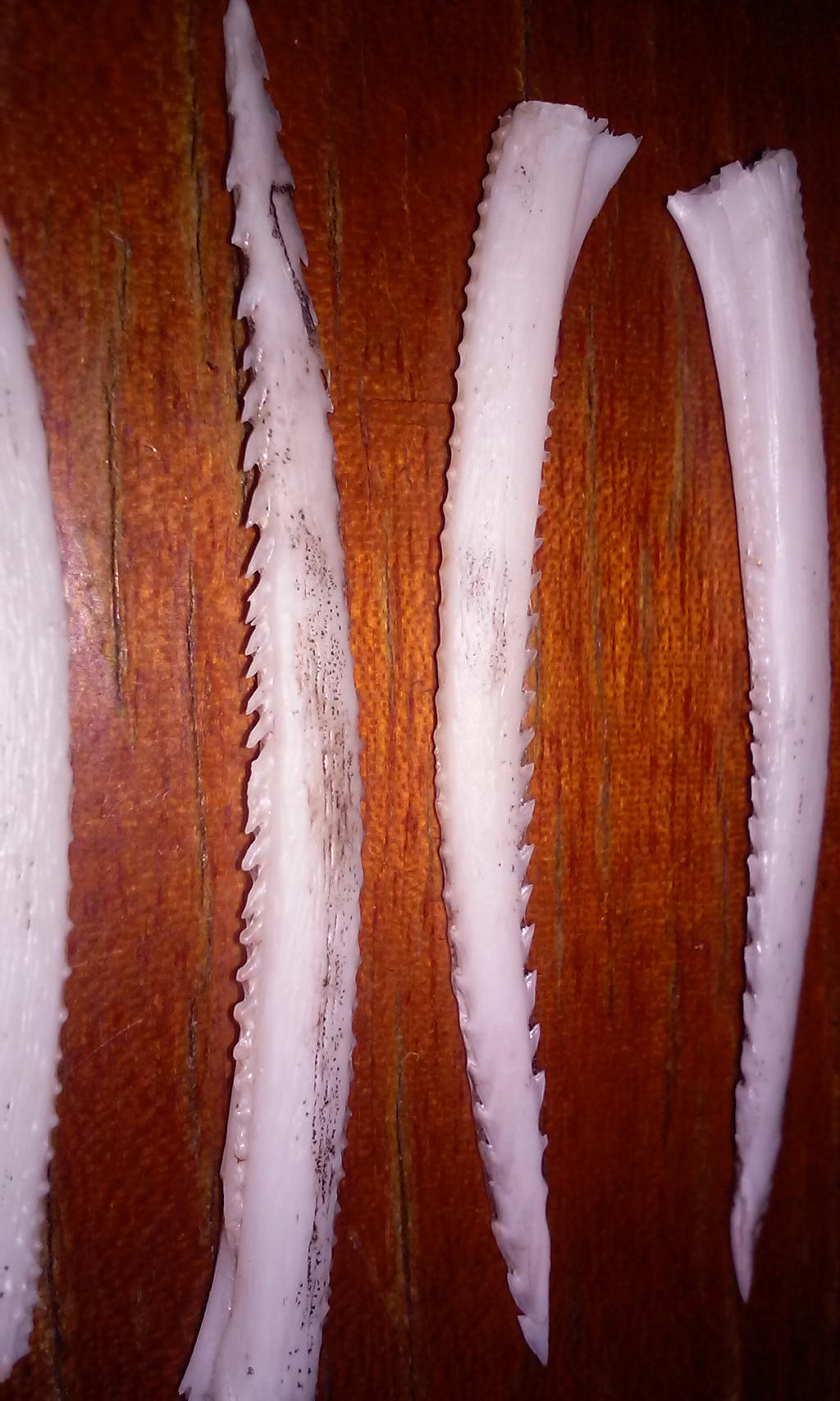 Hard Head Catfish Spines By Thedyingart2 On Deviantart Hard Head Catfish Spines By Thedyingart2 On Deviantart