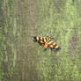 Orange-Spotted Flower Moth (Syngamia florella)