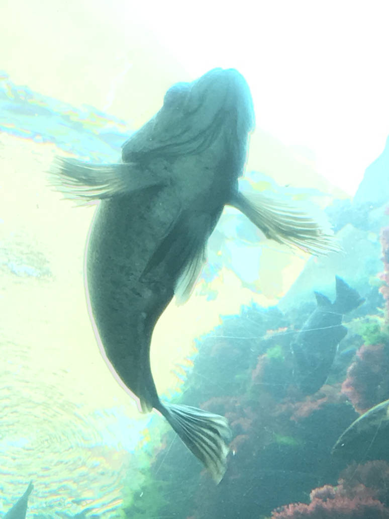 Solid Fish Pic by sarah035706film on DeviantArt