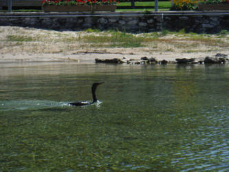 Cormorant