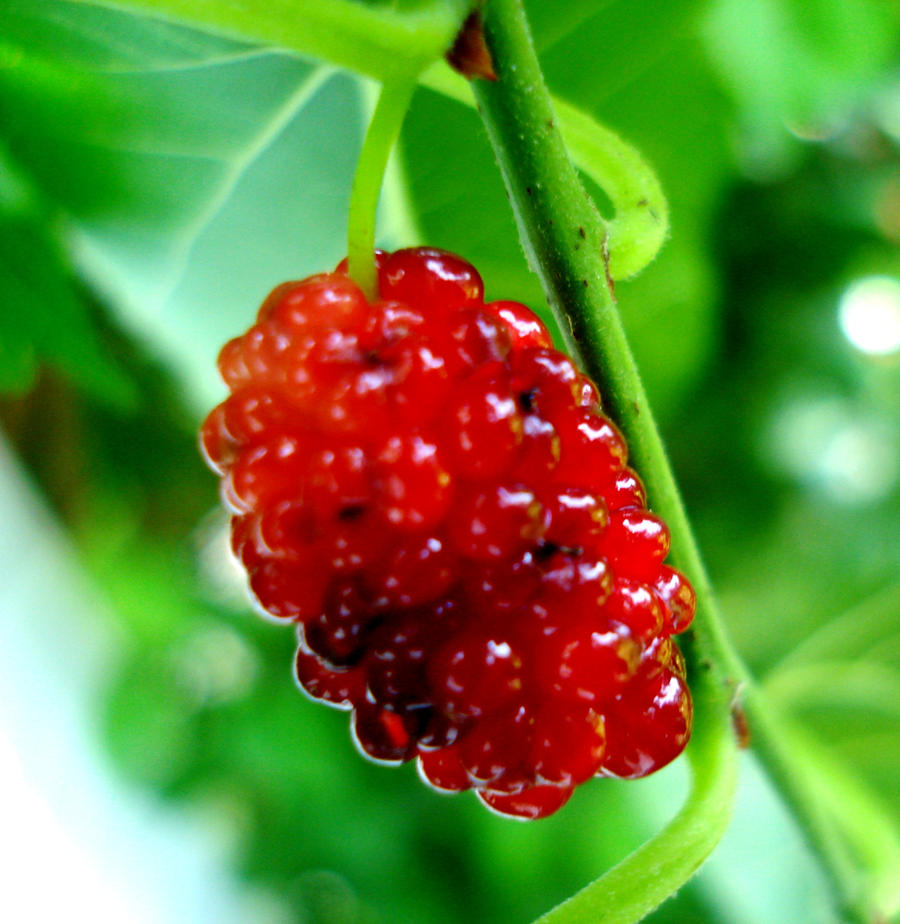 Ruby red berry by Seculla on DeviantArt